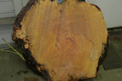 A fresh Madrone Burl to be cut up and dried slowly